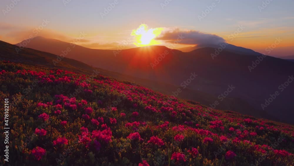 Attractive summer sunset with pink rhododendron flowers. Filmed in 4k video. Attractive summer sunset with pink rhododendron flowers. Filmed in 4k video.