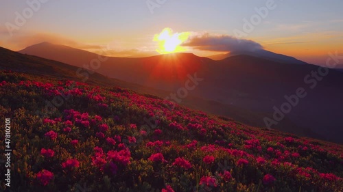 Attractive summer sunset with pink rhododendron flowers. Filmed in 4k video.