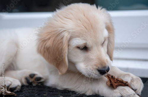 Portrait of Golden retriever puppy chewing on leaves in garden