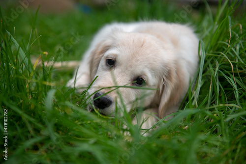Fotografie Golden retriever puppy chewing on grass