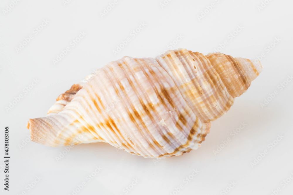 A beautiful sea shell