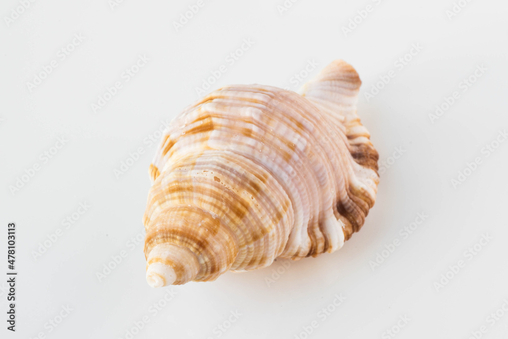 A beautiful sea shell