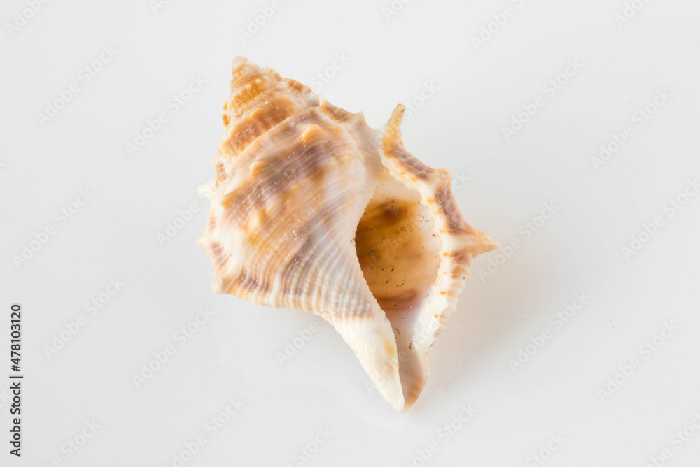 A beautiful sea shell