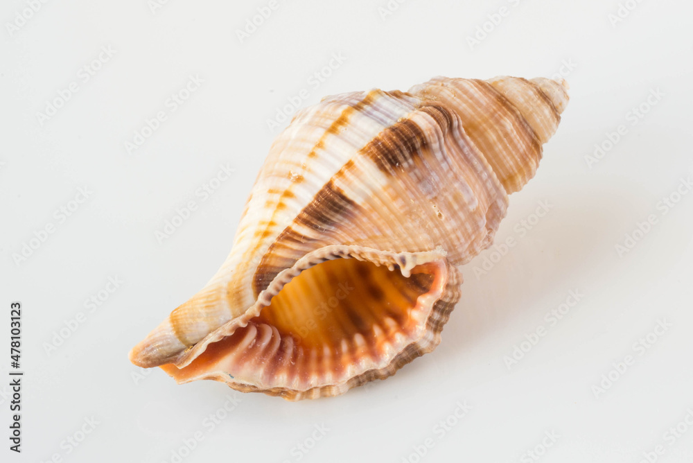 A beautiful sea shell