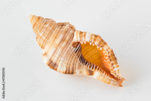 A beautiful sea shell