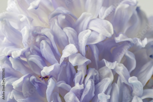 Flower lilac hyacinth background