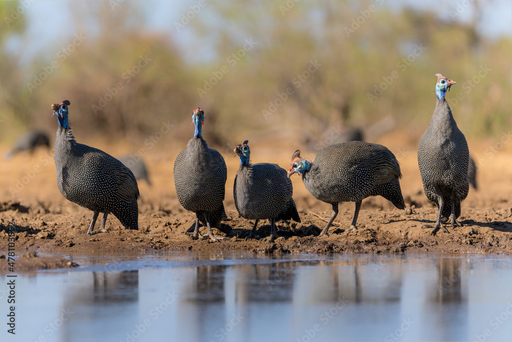 Helmeted Guineafowl (Numida meleagris) coming to a waterhole for water and food in Mashatu game reserve in the Tuli Block in Botswana Helmeted Guineafowl (Numida meleagris) coming to a waterhole for water and food in Mashatu game reserve in the Tuli Block in Botswana