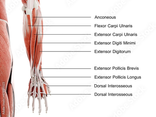 3d rendered illustration of the lower arm and hand muscles