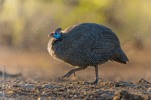 Helmeted Guineafowl (Numida meleagris) witk backlight coming to a waterhole for water and food in a game reserve in the Tuli Block in Botswana photo