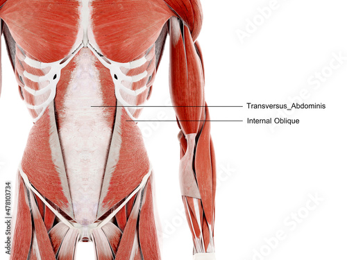 3d rendered illustration of the abdominal muscles photo