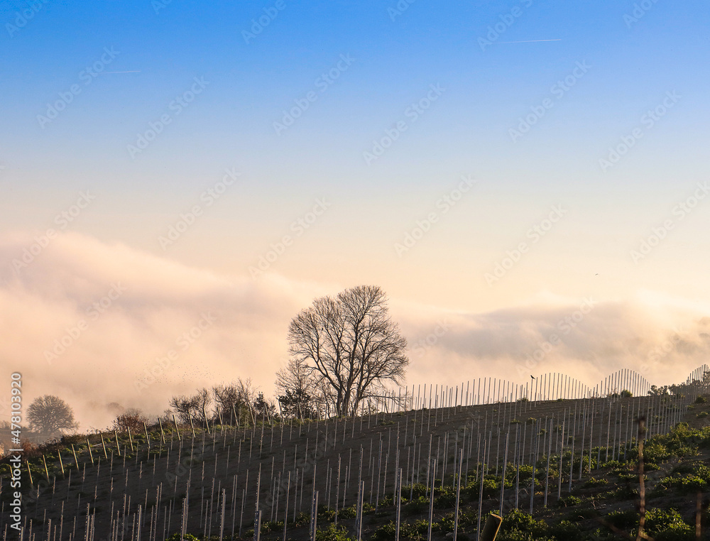 Albero nella campagne marchigiane con nebbia. Paesaggio marchigiano.