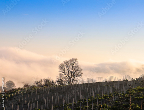 Albero nella campagne marchigiane con nebbia. Paesaggio marchigiano.