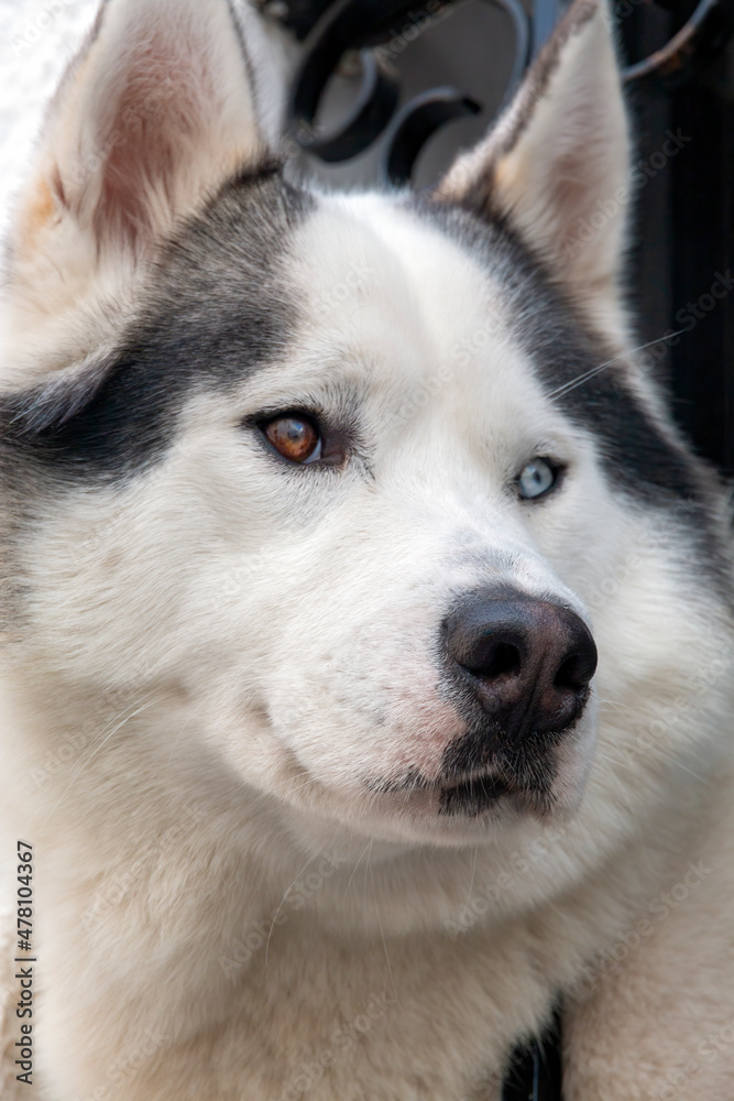 Close-up portrait of the face of a Siberian husky dog