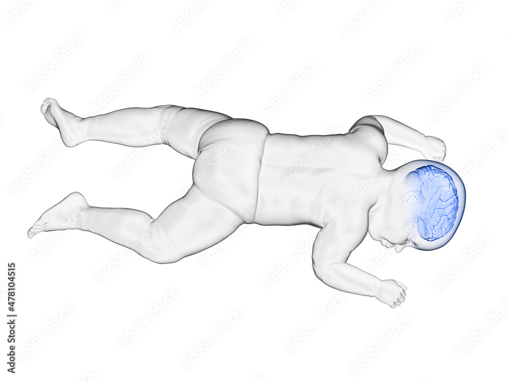 3d rendered medically accurate illustration of the brain of a baby 3d rendered medically accurate illustration of the brain of a baby