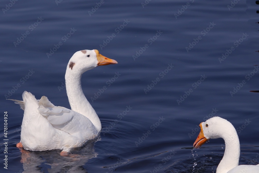 Swan in lake. Duck swimming in water. Beautiful background for wall or seasonal message. Swan in lake. Duck swimming in water. Beautiful background for wall or seasonal message.