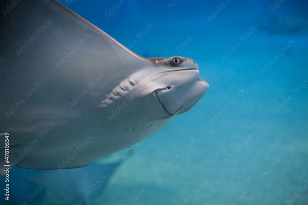 Fototapeta premium picture