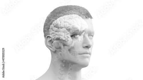 3d rendered illustration of the human brain
