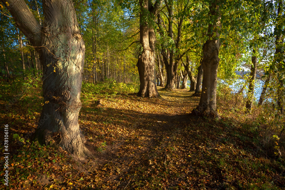 The road through the autumn forest
