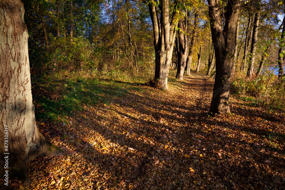 The trail between the old trees The trail between the old trees