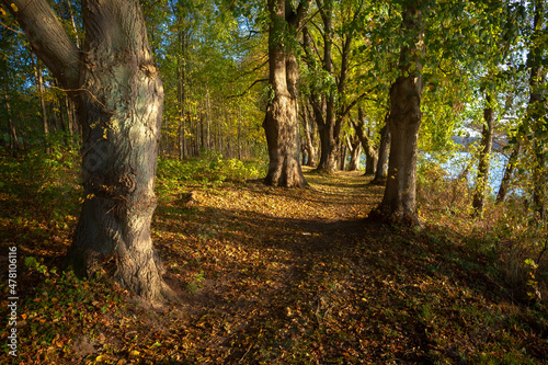 Obraz na płótnie The road through the autumn forest w salonie