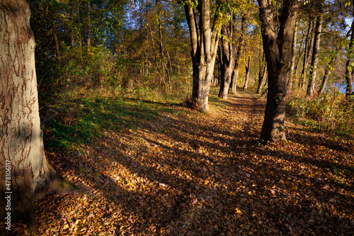 Obraz na płótnie The trail between the old trees w salonie
