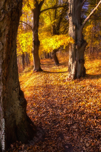 The beautiful trail through the golden autumn forest