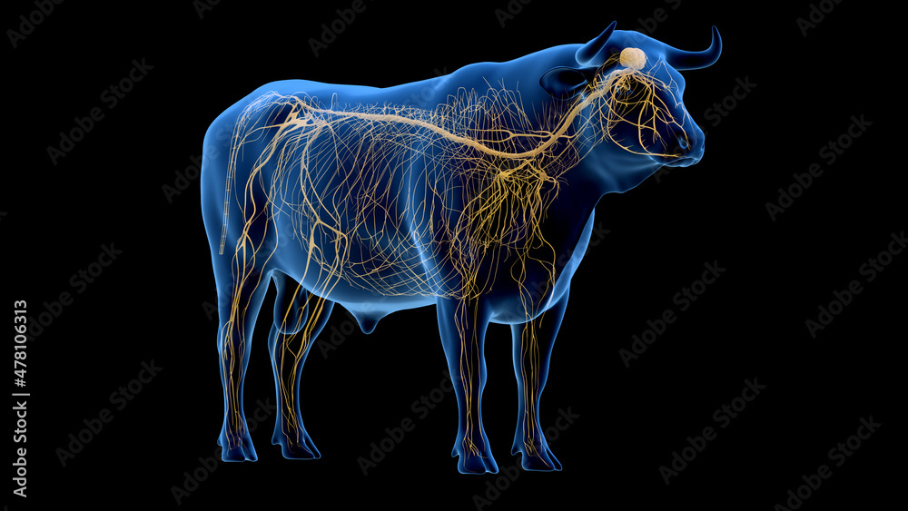 3d rendered illustration of the bovine anatomy - the nervous system 3d rendered illustration of the bovine anatomy - the nervous system