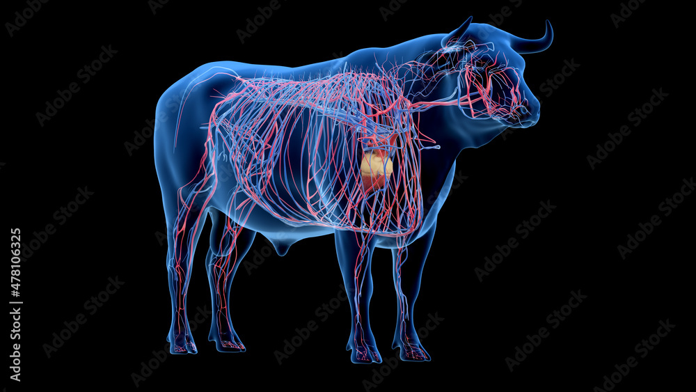 3d rendered illustration of the bovine anatomy - the vascular system 3d rendered illustration of the bovine anatomy - the vascular system