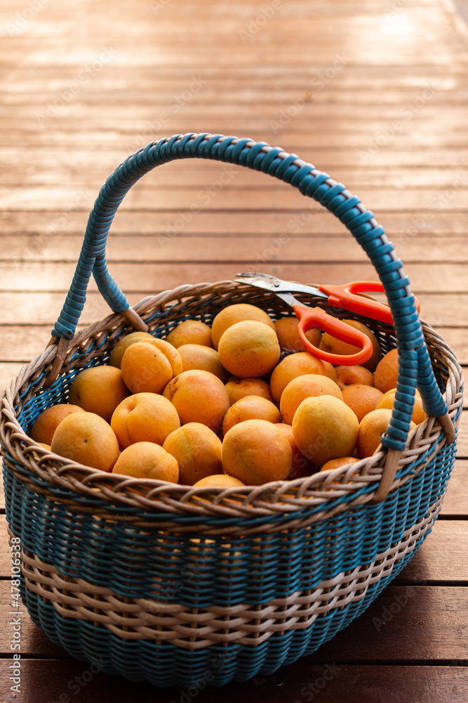 basket of apricots