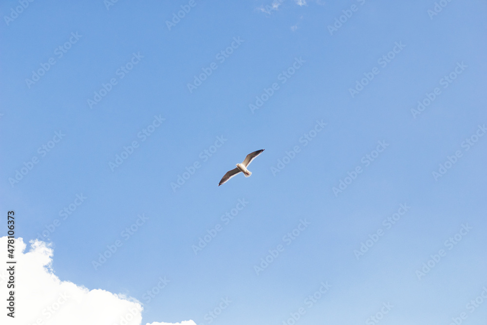 Fototapeta premium ウミネコ