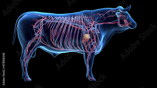Tableau sur toile 3d rendered illustration of the bovine anatomy - the vascular system