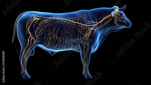 3d rendered illustration of the bovine anatomy - the nervous system