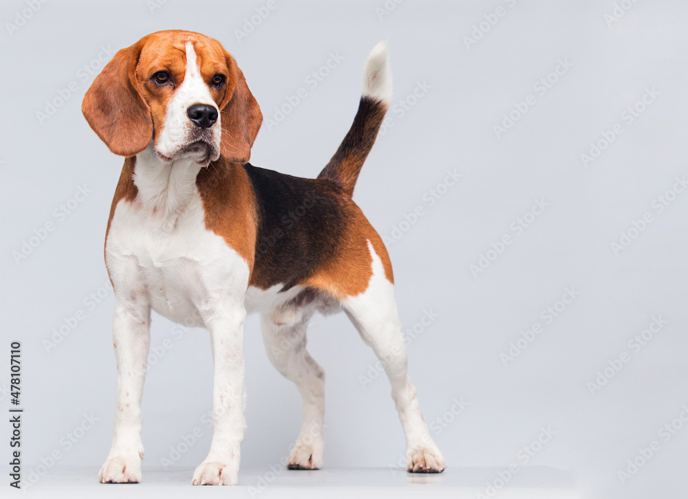 dog stands in full growth in the studio beagle breed