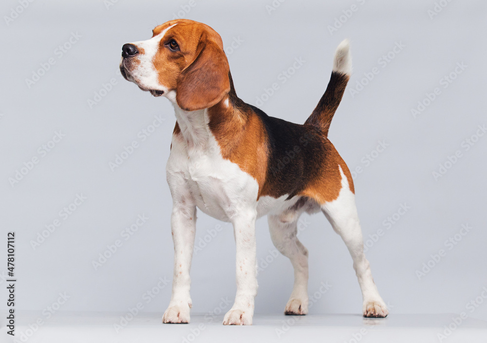 dog stands in full growth in the studio beagle breed