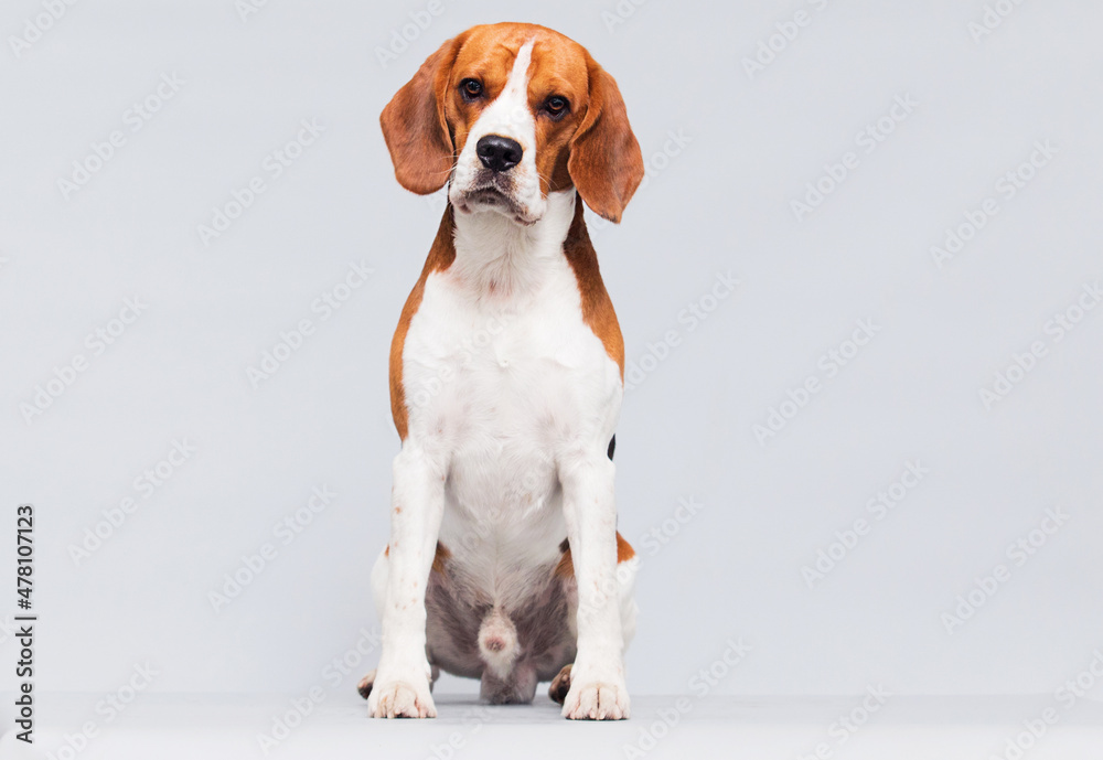 dog sitting in full growth in studio beagle breed