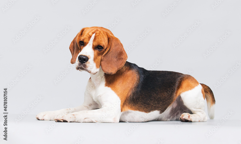 beagle dog lies on a gray background
