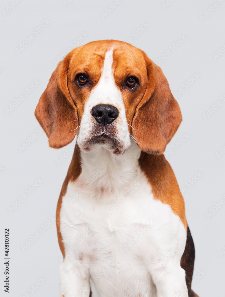 face dog in the studio beagle breed