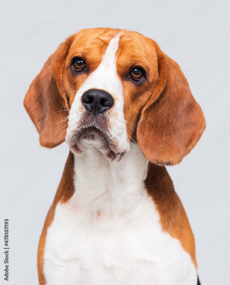 dog beagle breed in the studio