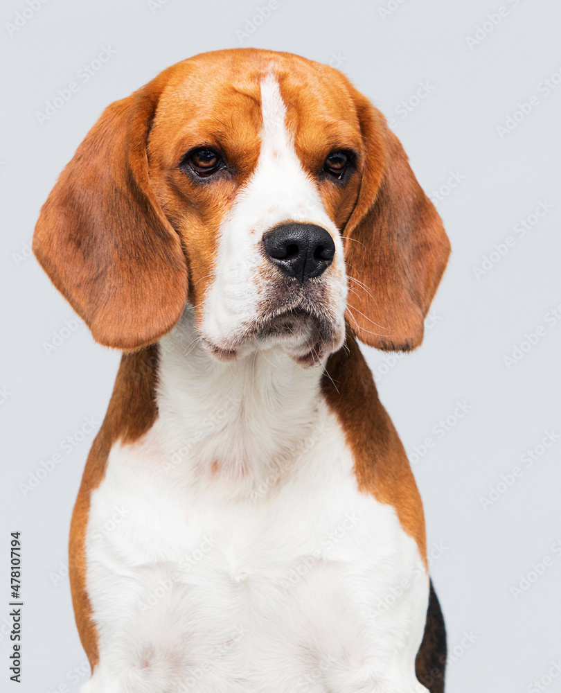 dog beagle breed in the studio