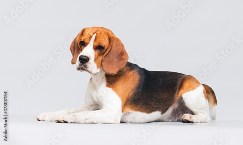 beagle dog lies on a gray background