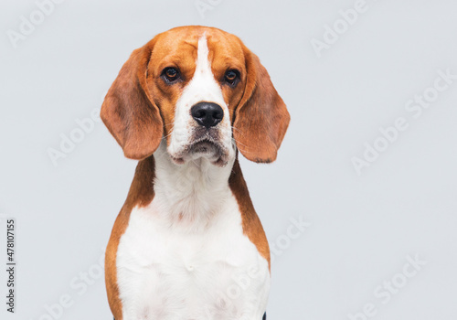 portrait of a dog in the studio beagle breed