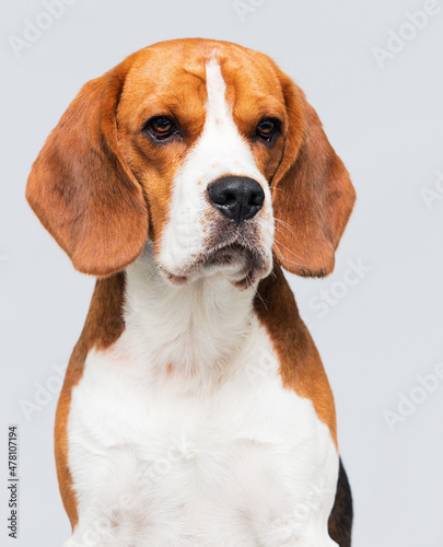 dog beagle breed in the studio