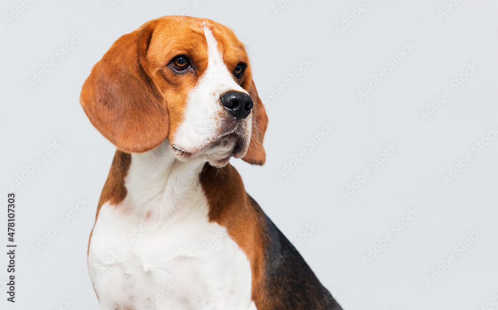 dog looking sideways breed beagle on a gray background
