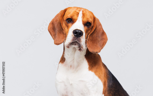 face dog looking beagle breed in the studio