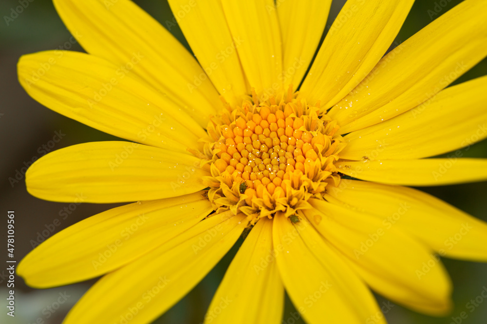 Impressive background photo of yellow Euryops pectinatus. They have crystallized nectar on their pollen. Insects feed on nectar. Selective focus on pollen sacs. Macro photo of yellow flower. Impressive background photo of yellow Euryops pectinatus. They have crystallized nectar on their pollen. Insects feed on nectar. Selective focus on pollen sacs. Macro photo of yellow flower.