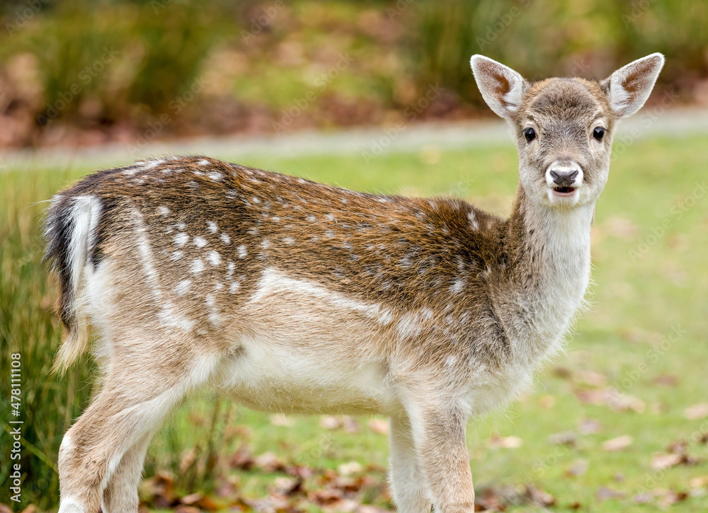 deer in the woods deer in the woods
