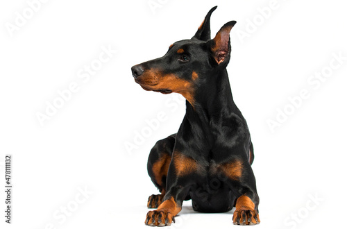 Tablou pe pânză doberman dog lie on a white background