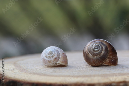 two empty snail shells on wood