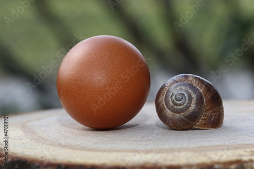 an empty snail shell and egg on wood