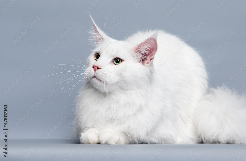 white maine coon cat on a gray background